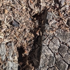 Papyrius nitidus at Belconnen, ACT - 28 May 2020