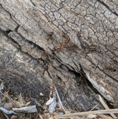 Papyrius nitidus (Shining Coconut Ant) at Belconnen, ACT - 28 May 2020 by MattM