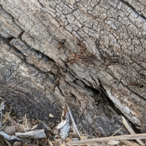 Papyrius nitidus at Belconnen, ACT - 28 May 2020