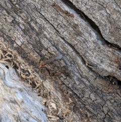 Papyrius nitidus at Belconnen, ACT - 28 May 2020