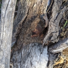 Papyrius nitidus (Shining Coconut Ant) at Lake Ginninderra - 28 May 2020 by MattM