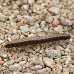 Diplopoda (class) (Unidentified millipede) at Jerrabomberra Wetlands - 28 May 2020 by CedricBear
