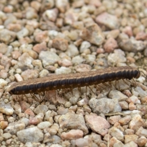 Diplopoda (class) at Fyshwick, ACT - 28 May 2020