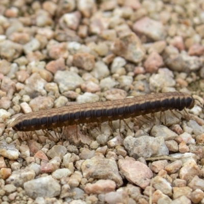 Diplopoda sp. (class) (Unidentified millipede) at Fyshwick, ACT - 28 May 2020 by CedricBear