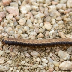 Diplopoda (class) at Fyshwick, ACT - 28 May 2020