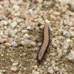 Diplopoda (class) at Fyshwick, ACT - 28 May 2020