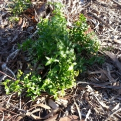 Asparagus asparagoides (Bridal Creeper, Florist's Smilax) at Campbell, ACT - 28 May 2020 by SilkeSma