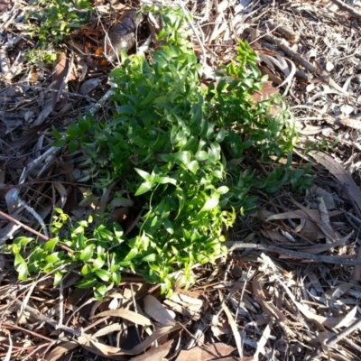 Asparagus asparagoides (Bridal Creeper, Florist's Smilax) at Mount Ainslie to Black Mountain - 28 May 2020 by SilkeSma