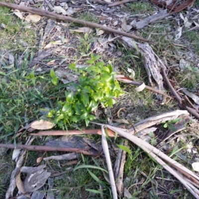 Asparagus asparagoides (Bridal Creeper, Florist's Smilax) at Campbell, ACT - 28 May 2020 by SilkeSma