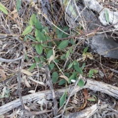 Oxytes brachypoda (Large Tick-trefoil) at Mount Ainslie - 28 May 2020 by SilkeSma