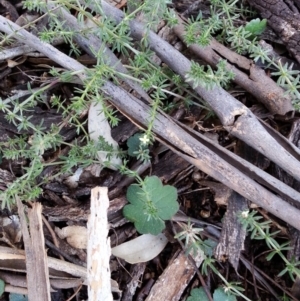 Galium murale at Majura, ACT - 28 May 2020