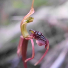Chiloglottis reflexa (Short-clubbed Wasp Orchid) at Acton, ACT - 28 May 2020 by shoko