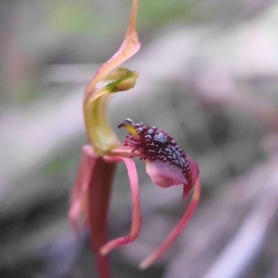 Chiloglottis reflexa (Short-clubbed Wasp Orchid) at Acton, ACT - 28 May 2020 by shoko