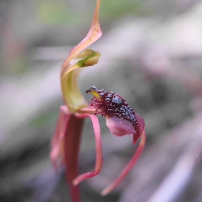 Chiloglottis reflexa (Short-clubbed Wasp Orchid) at ANBG South Annex - 28 May 2020 by shoko