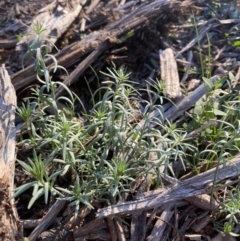 Linaria pelisseriana (Pelisser's Toadflax) at Red Hill to Yarralumla Creek - 28 May 2020 by KL