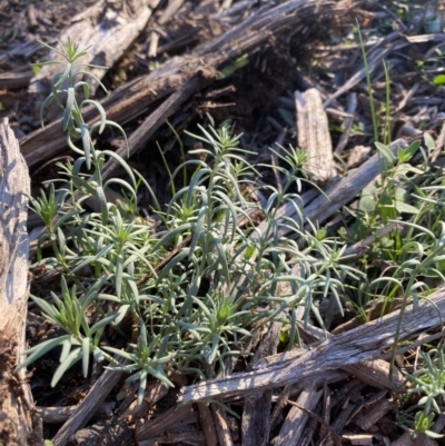 Linaria pelisseriana (Pelisser's Toadflax) at Red Hill to Yarralumla Creek - 28 May 2020 by KL