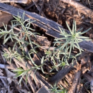 Linaria pelisseriana at Hughes, ACT - 28 May 2020 03:15 PM