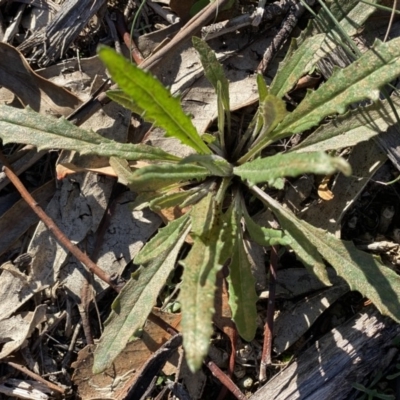 Senecio sp. (A Fireweed) at Hughes Grassy Woodland - 28 May 2020 by KL
