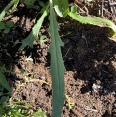 Senecio sp. at Hughes, ACT - 28 May 2020