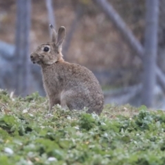 Oryctolagus cuniculus (European Rabbit) at Turner, ACT - 28 May 2020 by AlisonMilton