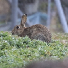 Oryctolagus cuniculus at Turner, ACT - 28 May 2020