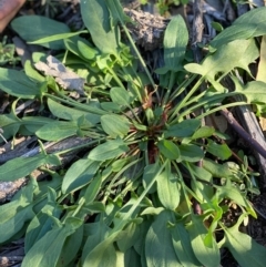 Rumex acetosella (Sheep Sorrel) at Red Hill to Yarralumla Creek - 28 May 2020 by KL