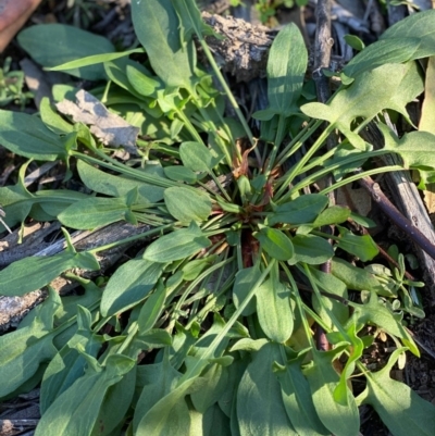 Rumex acetosella (Sheep Sorrel) at Hughes Grassy Woodland - 28 May 2020 by KL