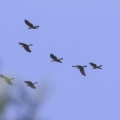 Zanda funerea (Yellow-tailed Black-Cockatoo) at Acton, ACT - 28 May 2020 by Alison Milton