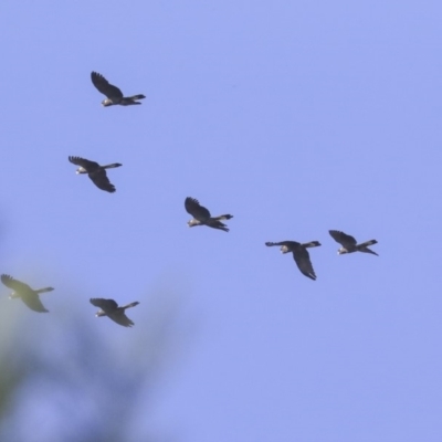 Zanda funerea (Yellow-tailed Black-Cockatoo) at Acton, ACT - 28 May 2020 by AlisonMilton