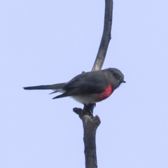 Petroica rosea (Rose Robin) at ANBG - 28 May 2020 by Alison Milton