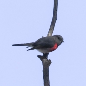 Petroica rosea at Acton, ACT - 28 May 2020