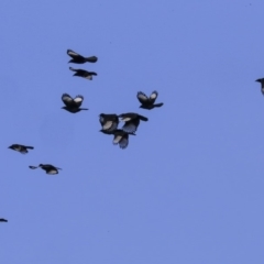 Corcorax melanorhamphos (White-winged Chough) at ANBG - 28 May 2020 by Alison Milton