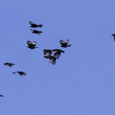 Corcorax melanorhamphos (White-winged Chough) at Acton, ACT - 28 May 2020 by Alison Milton