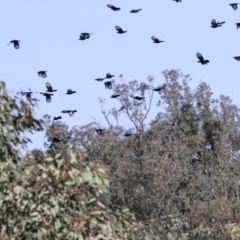 Corcorax melanorhamphos at Acton, ACT - 28 May 2020