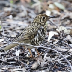 Zoothera lunulata (Bassian Thrush) at Acton, ACT - 28 May 2020 by Alison Milton