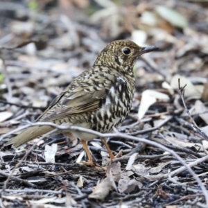 Zoothera lunulata at Acton, ACT - 28 May 2020