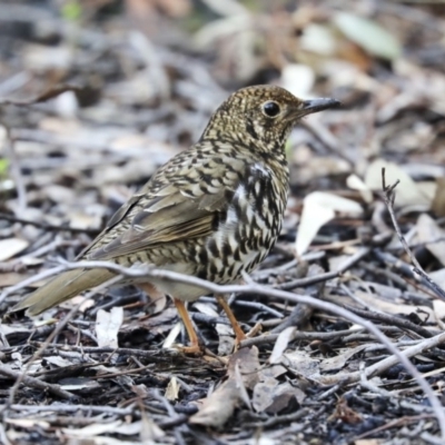 Zoothera lunulata (Bassian Thrush) at Acton, ACT - 28 May 2020 by AlisonMilton