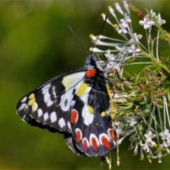 Delias aganippe (Spotted Jezebel) at Black Range, NSW - 9 Oct 2015 by AndrewMcCutcheon