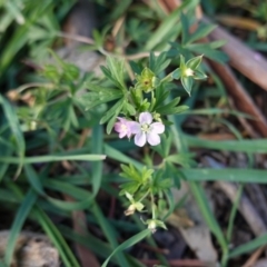 Geranium solanderi var. solanderi (Native Geranium) at Hughes Grassy Woodland - 28 May 2020 by JackyF