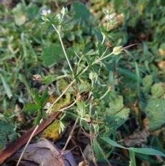 Geranium solanderi var. solanderi at Hughes, ACT - 28 May 2020 03:09 PM