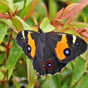 Tisiphone abeona at Black Range, NSW - 7 Dec 2015 01:11 PM