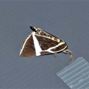 Fodina ostorius at Black Range, NSW - 19 Jan 2016 08:44 AM
