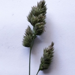 Dactylis glomerata (Cocksfoot) at Hughes Garran Woodland - 28 May 2020 by ruthkerruish