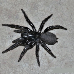 Atrax sp. (genus) at Black Range, NSW - 18 Jul 2018