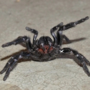 Atrax sp. (genus) at Black Range, NSW - 18 Jul 2018 12:17 PM