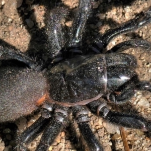 Atrax sp. (genus) at Black Range, NSW - 18 Jul 2018 12:17 PM