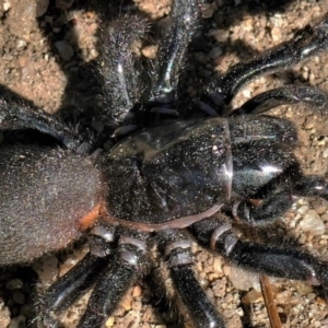 Atrax sp. (genus) at Black Range, NSW - 18 Jul 2018