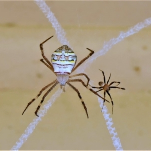 Argiope keyserlingi at Black Range, NSW - 28 Dec 2016 11:56 AM