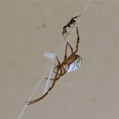 Argiope keyserlingi at Black Range, NSW - 28 Dec 2016 11:56 AM