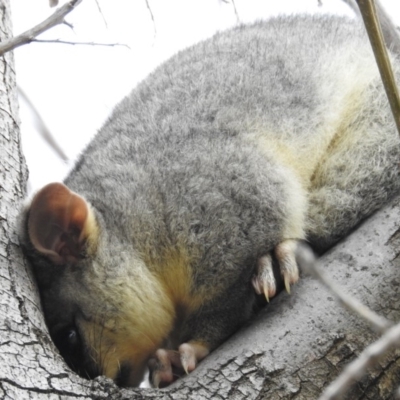 Trichosurus vulpecula (Common Brushtail Possum) at Kambah, ACT - 26 May 2020 by HelenCross